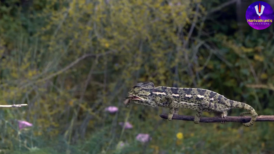 Gir Lions- The Pride of Gujrat